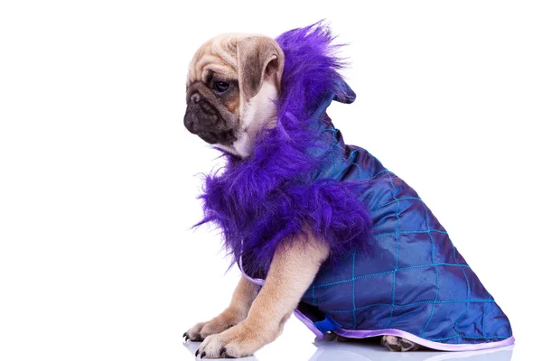 Side view of a cute pug puppy dog wearing clothes — Stock Photo, Image