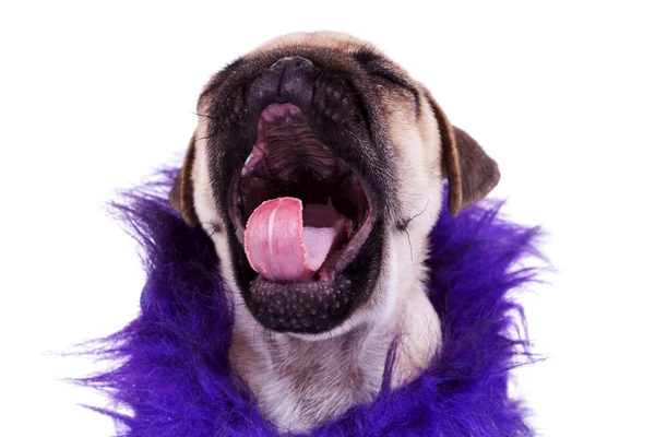 Stock image Screaming pug puppy dog