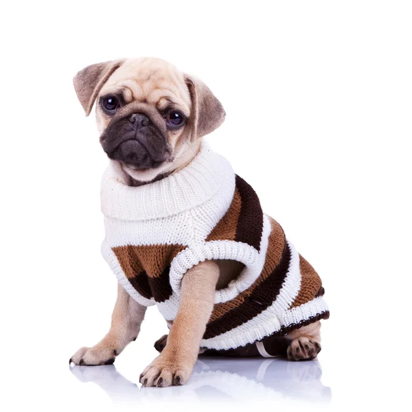 Cute mops puppy dog wearing clothes — Stock Photo, Image