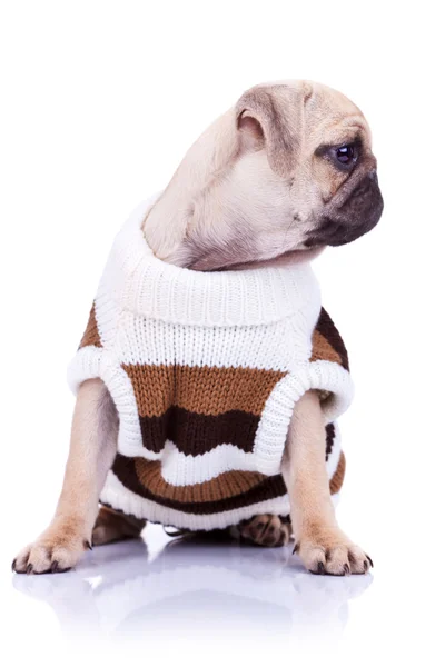 Niedliche Mops Welpe Hund trägt Kleidung — Stockfoto