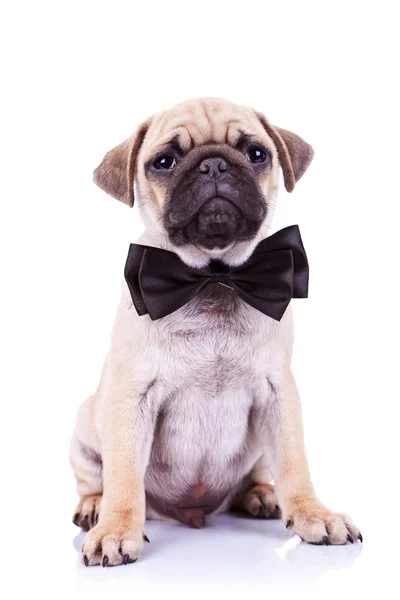 Cute mops puppy dog with neck bow — Stock Photo, Image