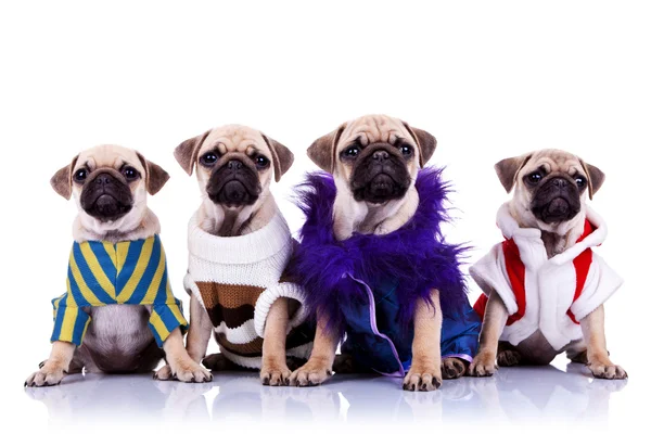 Vier gekleidete Mops Welpen Hunde — Stockfoto