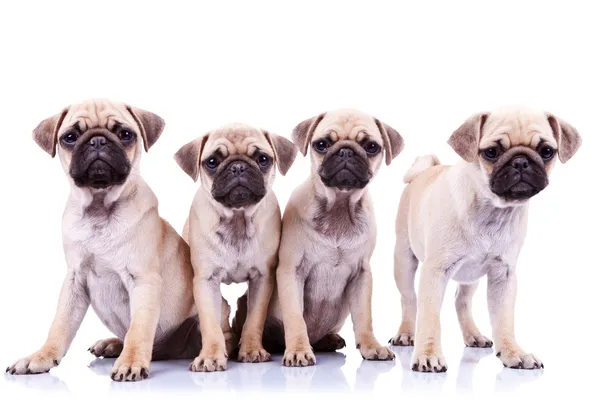 Vier mops puppy honden — Stockfoto