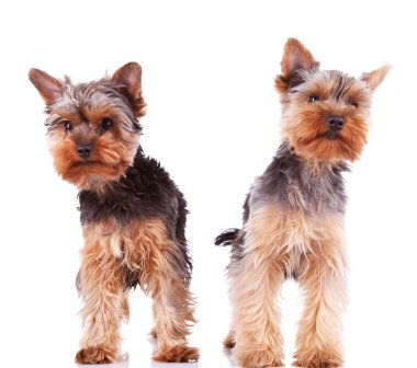 Two curious little yorkshire puppy dogs standing clipart