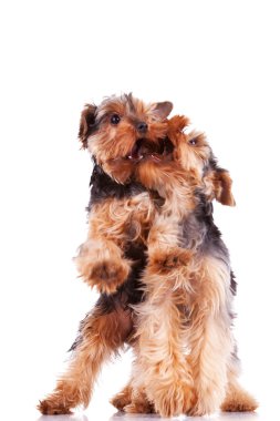 iki yorkshire terrier yavru köpek oynama