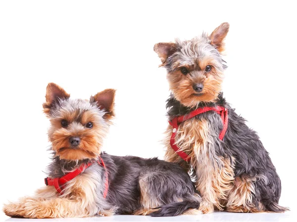 Deux curieux petits chiens yorkshire chiot — Photo