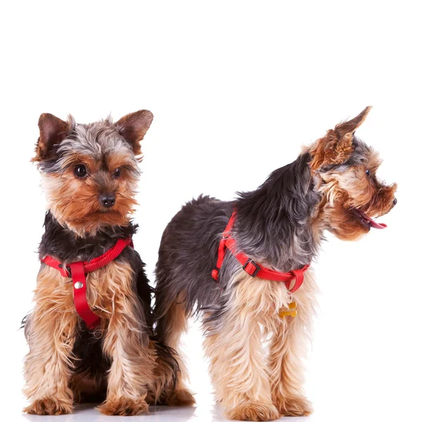 Дві собаки-цуценята йоркширського походження дивляться на їхню сторону — стокове фото