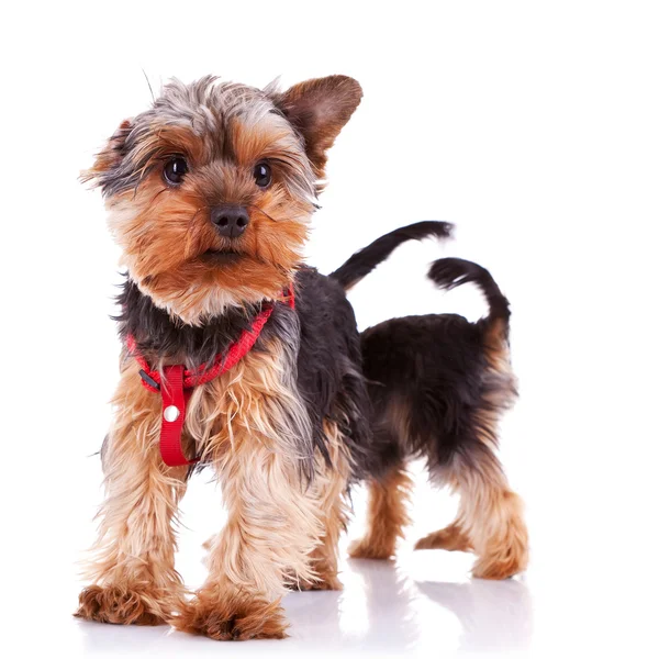 Дві допитливі маленькі йоркширські цуценячі собаки — стокове фото