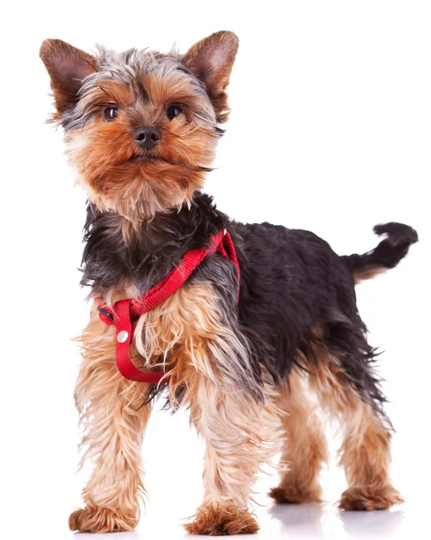 Йоркшир щеня собака стоячи — стокове фото