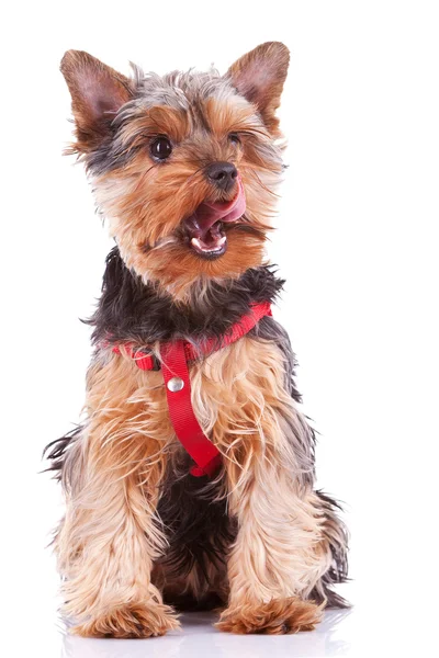 Pies szczenię Yorkshire lizanie jej nos — Zdjęcie stockowe