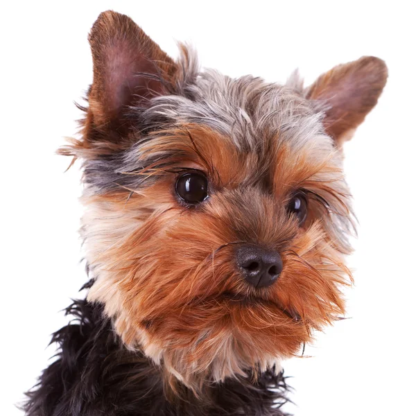 Sevimli yorkshire köpek yavrusu başkanı — Stok fotoğraf