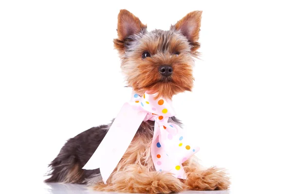 Cute yorkshite puppy dog — Stock Photo, Image