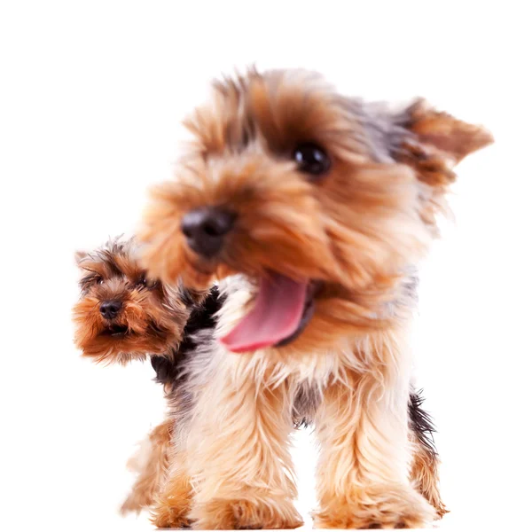 Close-up van twee yorkshire puppy honden blaffen — Stockfoto