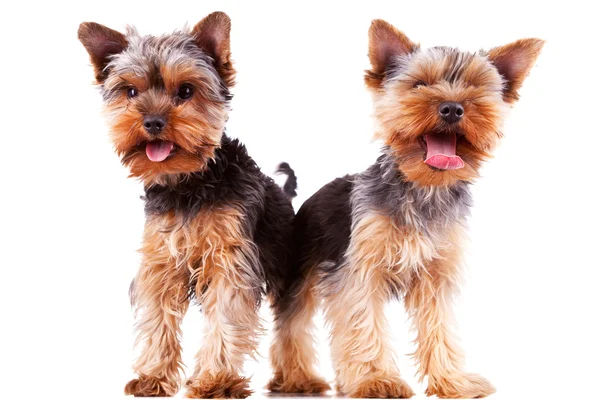 Two panting yorkshire puppy dogs — Stock Photo, Image