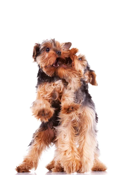 Twee yorkshire Terriër puppy honden spelen — Stockfoto
