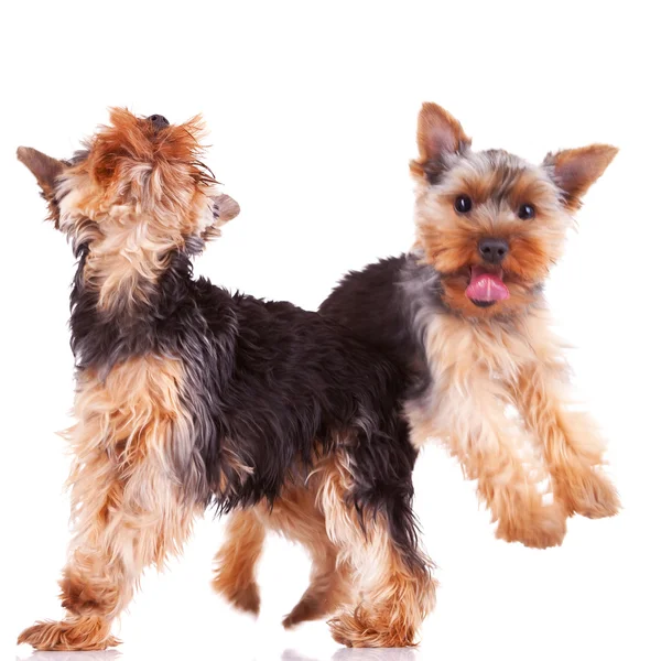 Two playful yorkshire puppy dogs — Stock Photo, Image
