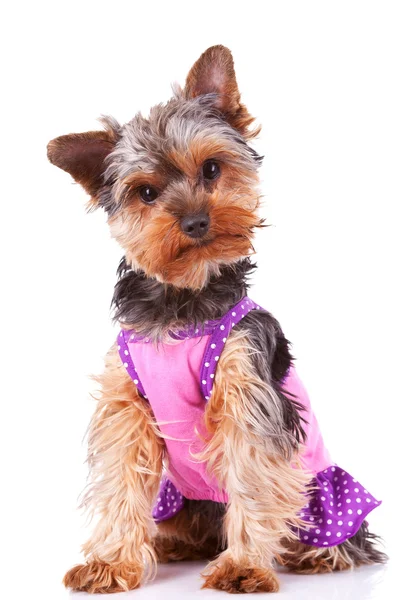 服を着てヨークシャー子犬犬 — ストック写真