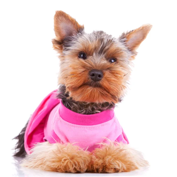 Одягнена собака цуценя йоркширського — стокове фото