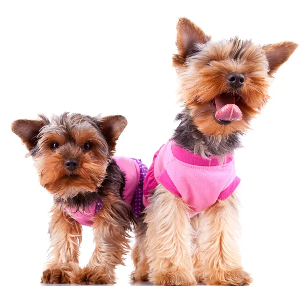 Två små yorkshire hundvalp hundar leker — Stockfoto