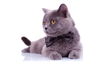 Big english cat with a bow tie clipart