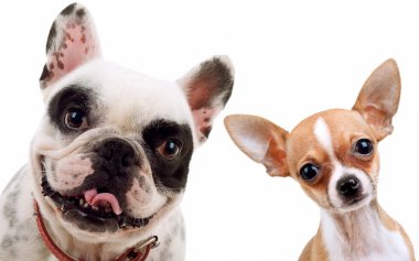 Chihuahua ve Fransız boğa köpek