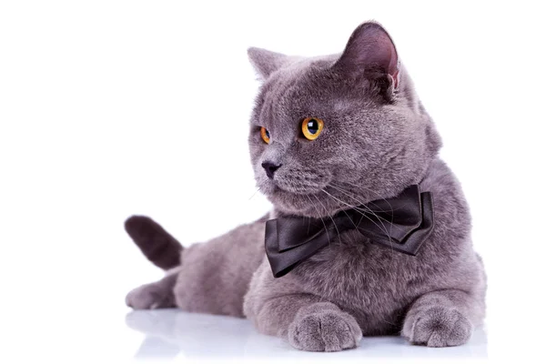 Великий англійський кіт з краваткою — стокове фото