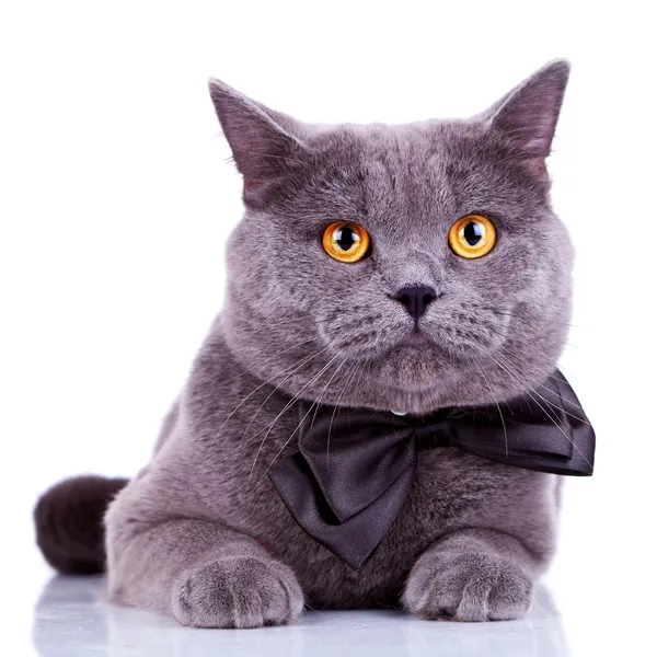 Englische Katze mit großen orangen Augen — Stockfoto