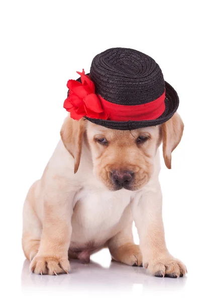 Labrador retriever cachorro usando um chapéu — Fotografia de Stock