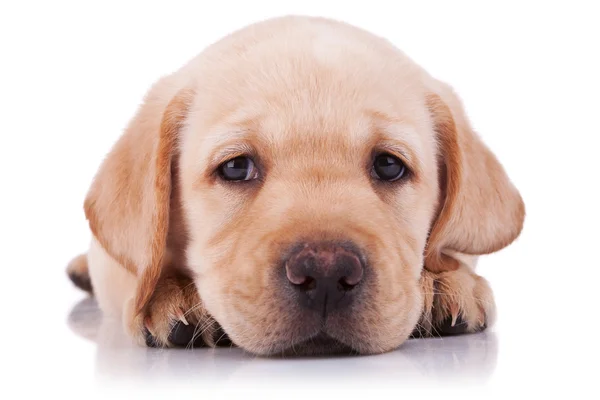 Triest kleine labrador retriever pup — Stockfoto