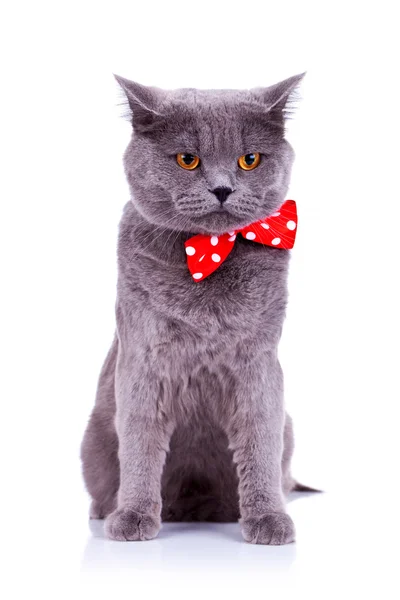 Visel egy piros csokornyakkendő macska — Stock Fotó