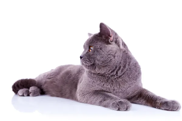 Вид сбоку большой английской кошки — стоковое фото