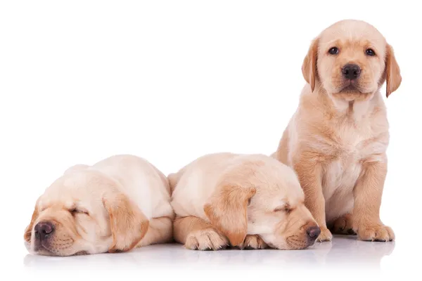 Three adorable little labrador retriever puppies — Stock Photo, Image