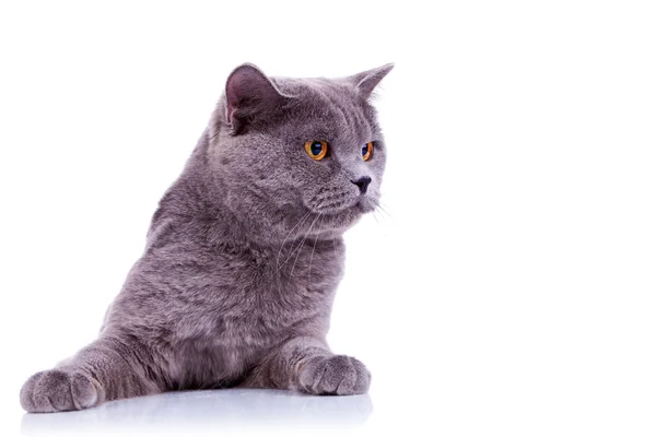 Curios mare engleza pisica — Fotografie, imagine de stoc