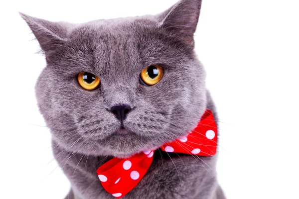 戴着红色领结的大英语猫 — 图库照片