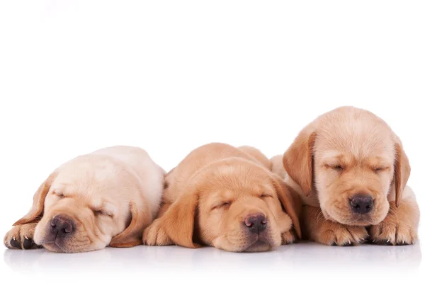 Pequeño labrador retriever cachorros durmiendo — Foto de Stock