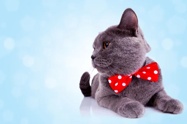 Big english cat with red ribbon at its neck — Stock Photo, Image