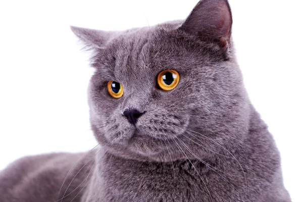 Cabeça de um gato inglês grande bonito — Fotografia de Stock