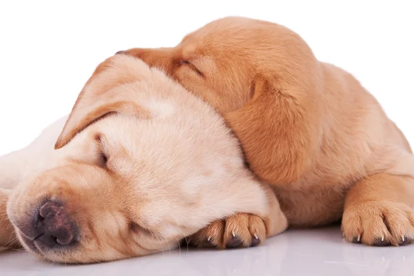 Piccolo labrador che recupera il sonno — Foto Stock