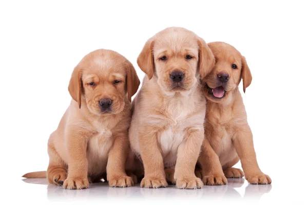 Tre bedårande liten labrador retriever — Stockfoto