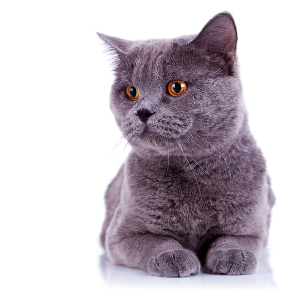 Curious big english cat — Stock Photo, Image