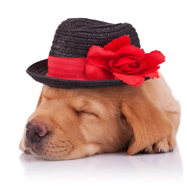 stock image Sleeping labrador retriever puppy