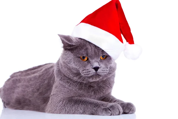 Noel Baba şapkası giyen büyük İngiliz kedi — Stok fotoğraf