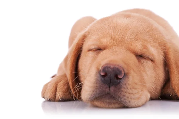 Сплячий щеня-лабрадор — стокове фото
