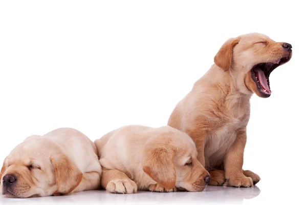 Pequenos cachorrinhos labrador retriever — Fotografia de Stock