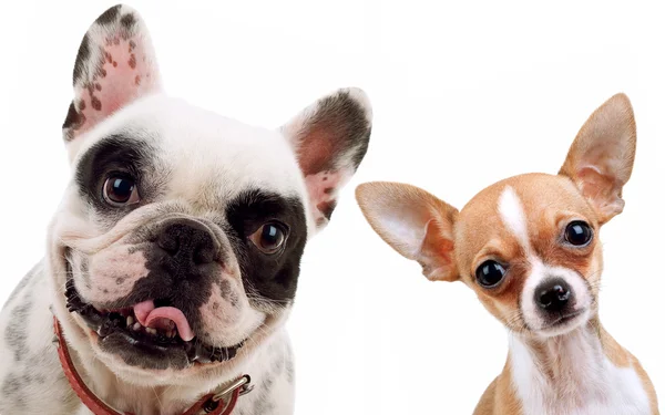 Chihuahua ve Fransız boğa köpek Telifsiz Stok Imajlar