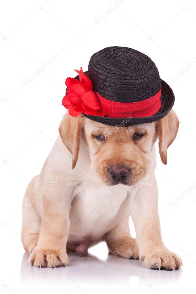 Labrador retriever puppy wearing a hat
