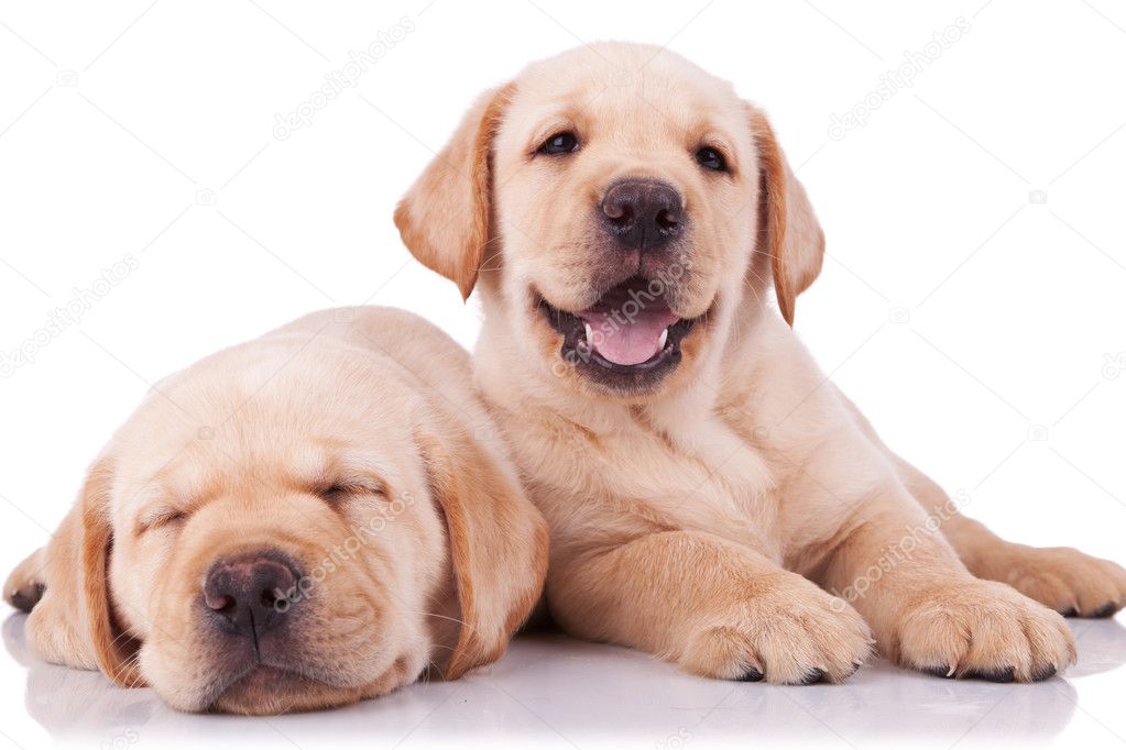 Two adorable little labrador retriever puppies