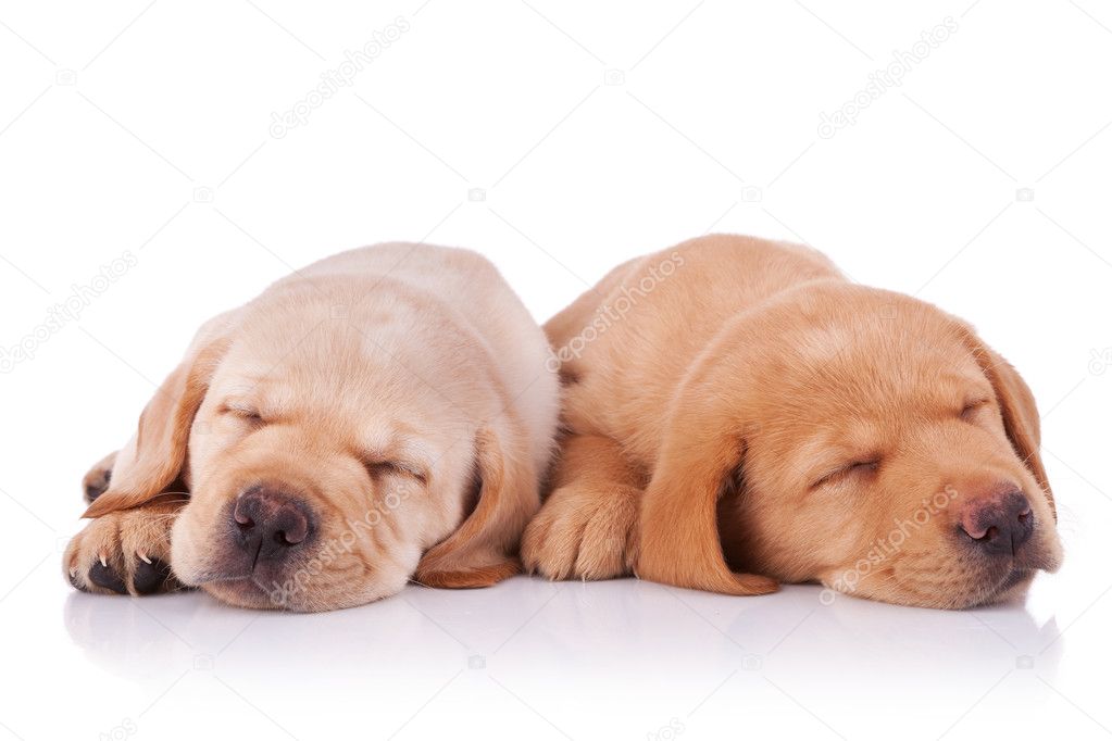 Two tired labrador retriever puppies