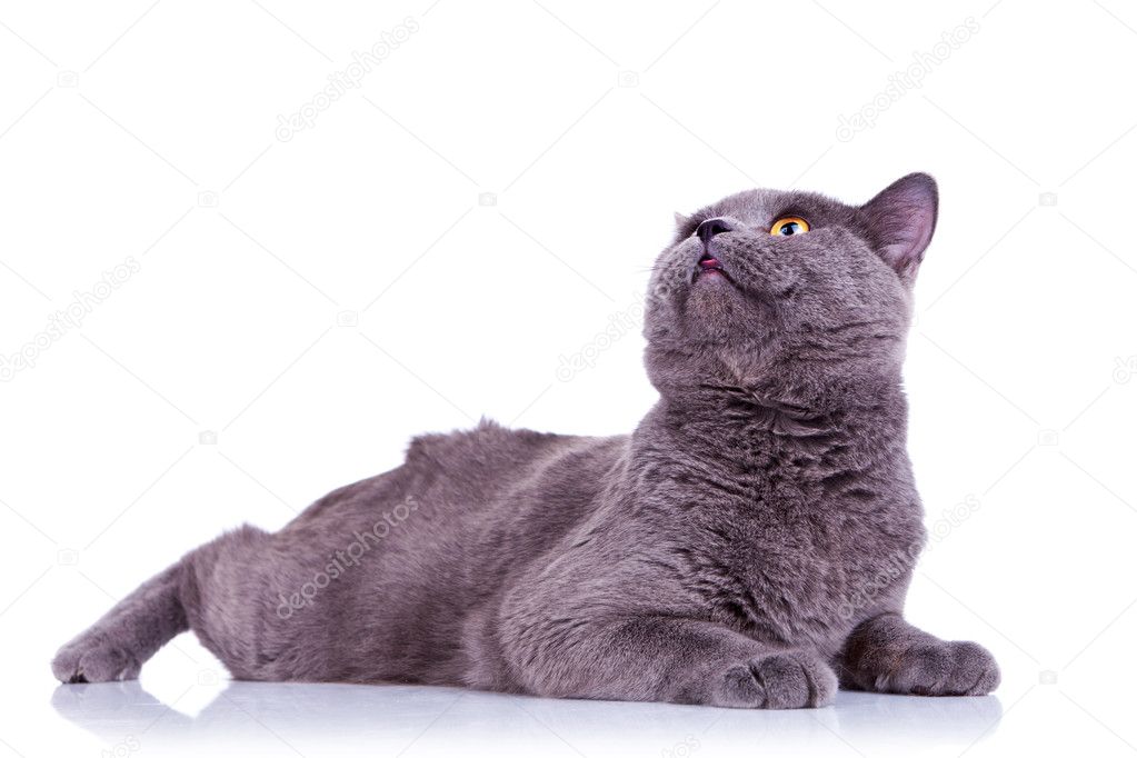 Große englische Katze schaut auf Stockfotografie lizenzfreie Fotos