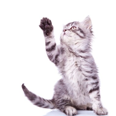 Tabby cat reaching for something clipart